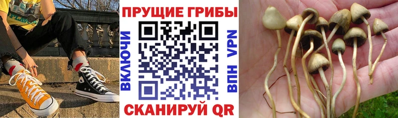 Псилоцибиновые грибы MAGIC MUSHROOMS  продажа наркотиков  Шиханы 